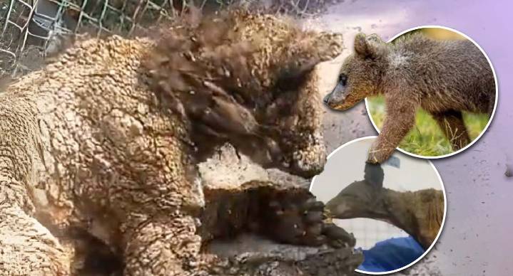 Recuperación de osa ‘Mina’ es favorable tras ser rescatada de un zoológico en Monterrey, Nuevo León