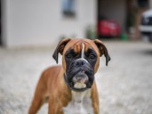 Qué significa cuando tu perro te gruñe, según un adiestrador profesional