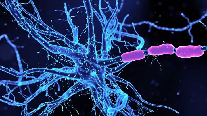 Scientists Identify Neurons Driving Anxiety
