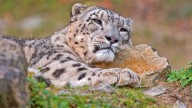 Cambio climático influye en declive de leopardo de las nieves