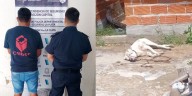 Sacrificó a su dogo porque atacó a un menor: terminó detenido por maltrato animal y por las lesiones del niño