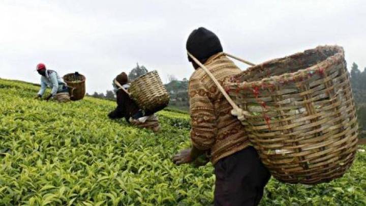 La baja productividad agrícola amenaza la seguridad alimentaria en Latinoamérica, alerta el BID