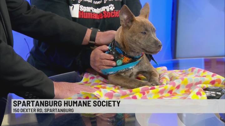 Pet of the Week: Kara