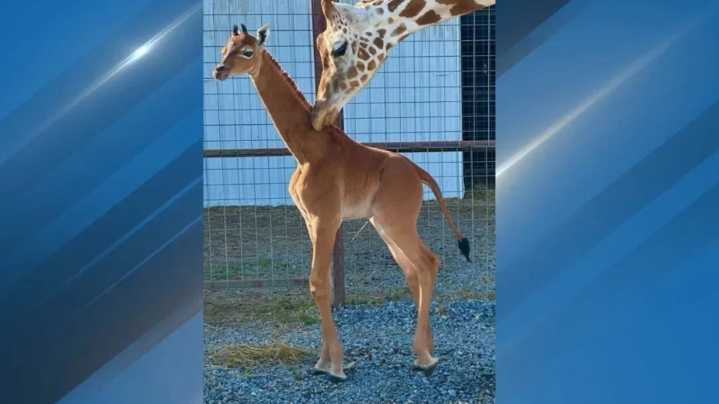 'Kipekee', the spotless giraffe born at Brights Zoo, has passed away