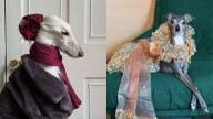 Samantha vs Tika: Who’s the most fashionable dog on the internet right now?