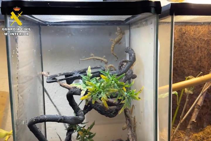 Intervienen 472 animales exóticos protegidos, algunos de Toledo y Ciudad Real, en un falso refugio en Ávila