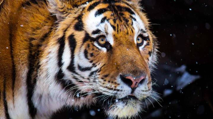 Nik the Amur tiger dies at the Hogle Zoo