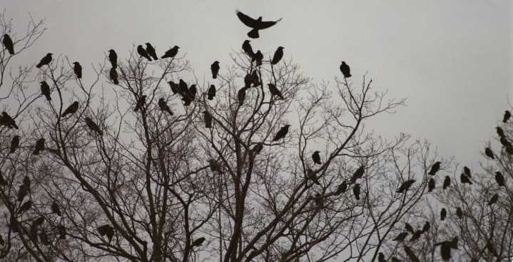 Efforts to disperse flocks of crows set Thursday evening in Watertown