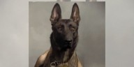 Southaven K9 recovers after traffic stop hit-and-run; suspect still at large