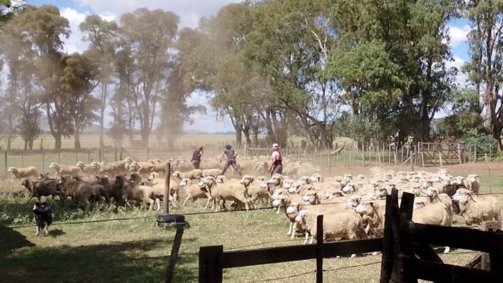 Manejo ovino: claves para un trabajo eficiente