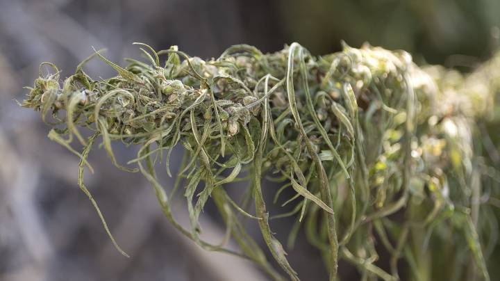 Minnesota hemp producers say deal to reopen government attacks business