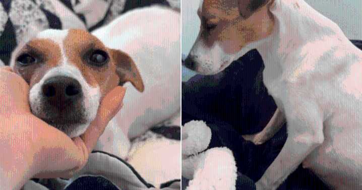 Dog Saved from Euthanasia Stuns Rescuers with a Heartwarming Secret