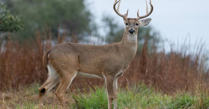 8-point deer illegally killed in Pennsylvania, Game Commission says