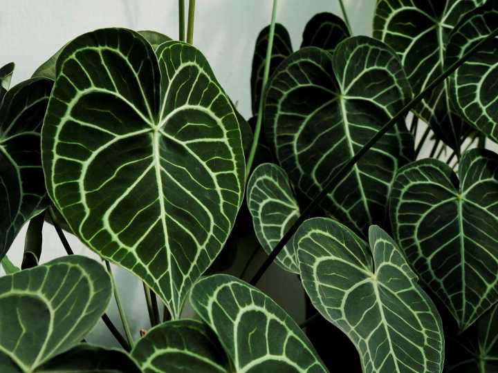 Pocos lo saben: cuál es la planta tropical de “bajo mantenimiento” ideal para principiantes porque es fácil de cuidar