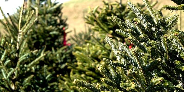 Families kick of the season at Hamill Christmas Tree Farm, carrying on a 51