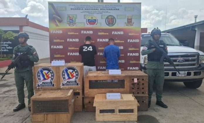 Detienen a dos traficantes de fauna silvestre en Ciudad Bolívar