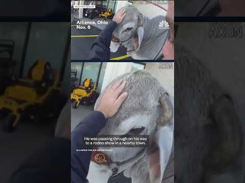 Man and his bull named Gus were ‘pulled over’ by police