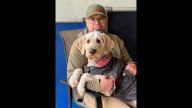 Help an American hero: Donate during Nov. 11 fundraiser to train service dogs for veterans with PTSD