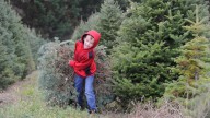 Where can I find Christmas tree farms, U-pick trees in Delaware?