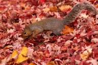 Valparaiso University fundraiser offers chance to name a squirrel