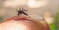 Alerta con buenas noticias: Quindío reduce 87% de casos de dengue, pero el riesgo continúa