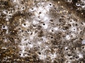 Arachnid super-web reveals the surprising ‘constant party’ life of cohabiting spiders