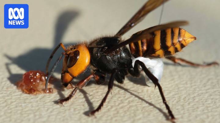 Father and son after being stung by swarm of 'murder hornets' during Laos holiday