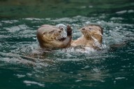 Día de la Fauna Chilena: El llamado urgente a proteger al chungungo y sus ecosistemas