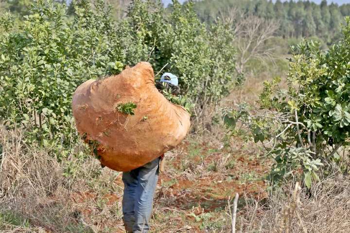 Nación ratificó la quita de facultades y el Inym sólo podrá verificar la calidad