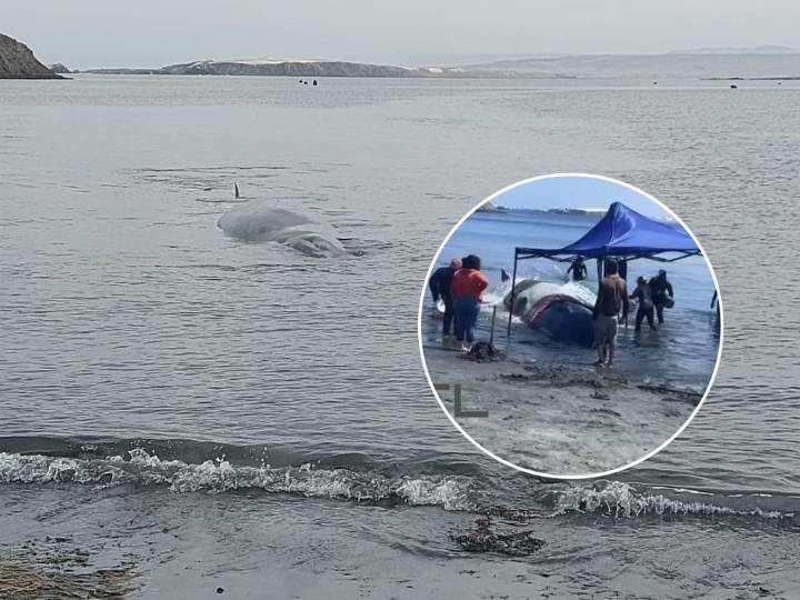 VIDEO. Operativo extremo en Antofagasta: ballena de 15 metros queda varada y desata emergencia regional