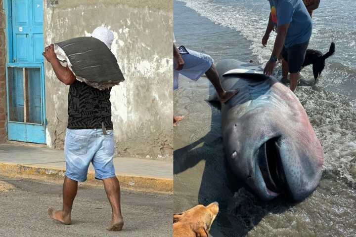 Aparece extraña especie de tiburón en Perú y locales lo filetean antes de la llegada de autoridades