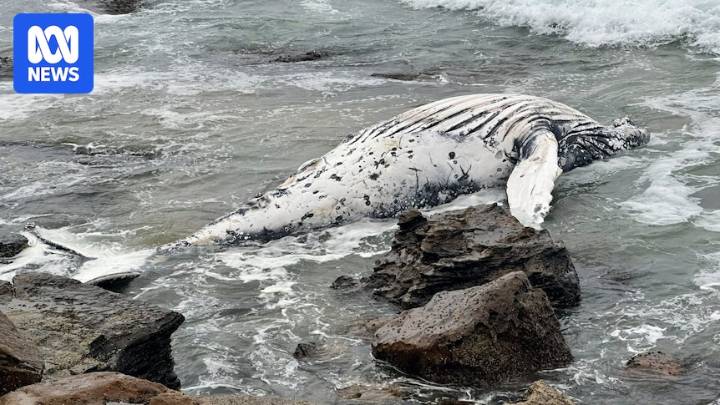 Wollongong Council seeks $44,000 for removing whale drowned by shark net