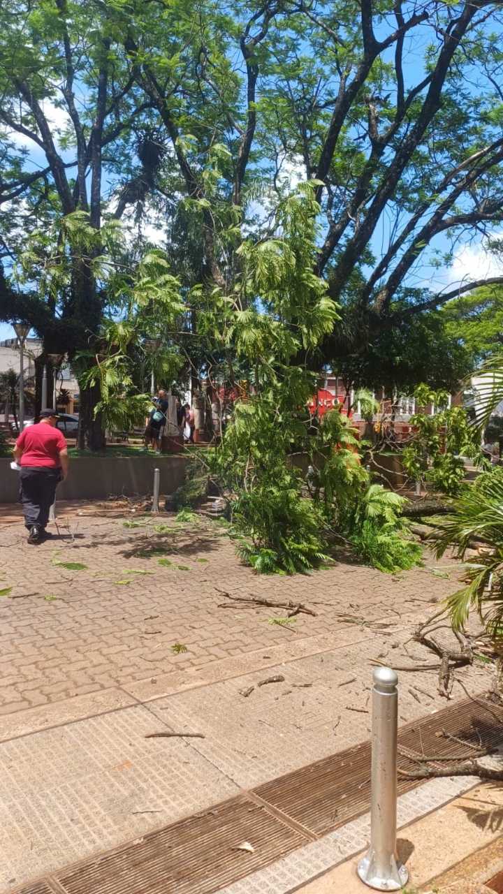 Por la caída de la rama de un árbol se interrumpió el tránsito sobre la Avda Sarmiento de Oberá