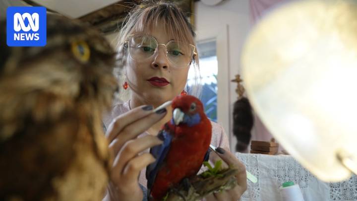 How taxidermists are 'honouring the life' of extraordinary creatures through art and science