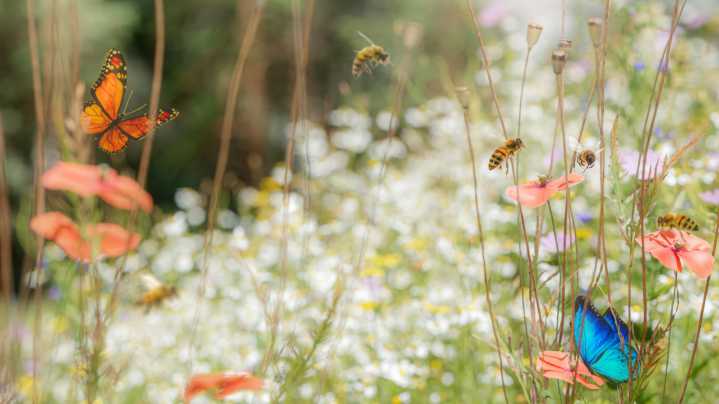 14 Reasons That Pollinators Aren't Coming To Your Garden
