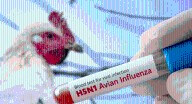 Confirman la primera muerte humana por el virus H5N5: un caso sin precedentes en el mundo Las autoridades de EE. UU. aseguran que se trata de un episodio aislado y que el riesgo para la población sigu