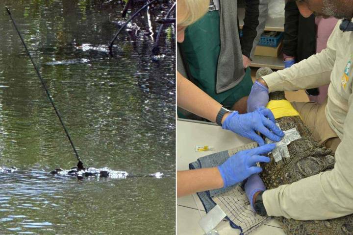 Crocodile, Named Britney, Recovering After Speared in the Head, Shot in Florida