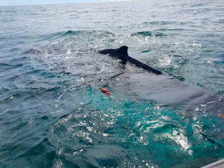 Diputados endurecen sanciones por tráfico de totoaba y delitos ambientales