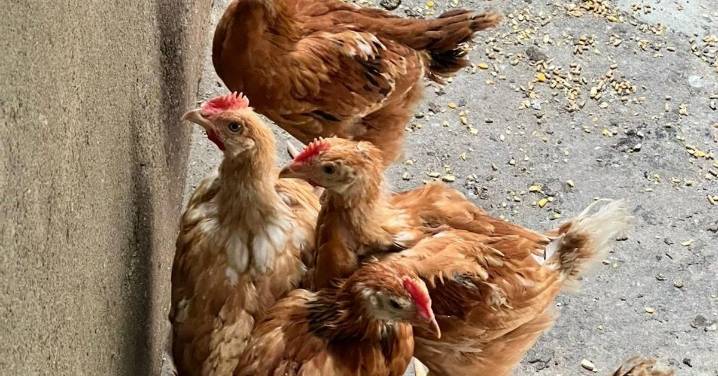 Estas son las medidas preventivas que entrarán en vigor en 47 municipios salmantinos ante el aumento de riesgo de gripe aviar