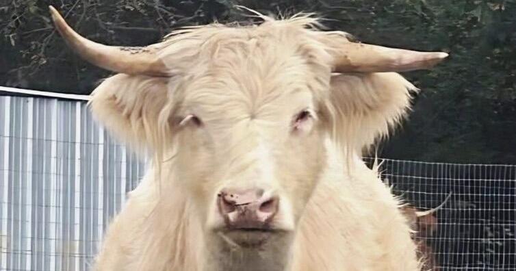 Egg Harbor Township farm searching for cows that broke out