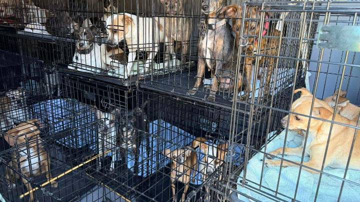 Dozens of dogs rescued in Orange City hoarding investigation, police say