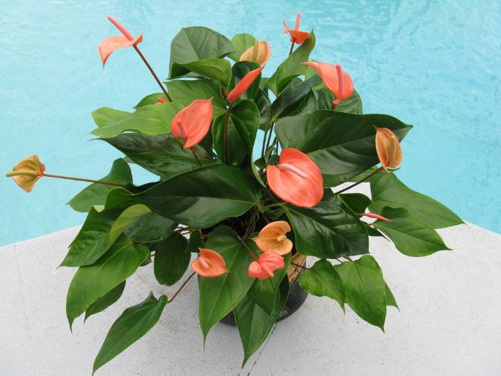 Plant Doctor: Anthuriums provide colorful, long