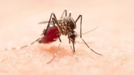 Registra Sonora segundo lugar nacional en casos de dengue y rikettsiosis