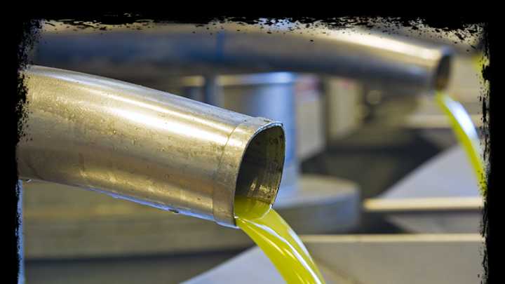 Cuando el olivo navarro se reinventó: la historia de éxito de la cooperativa que produce el 40% del aceite de la región