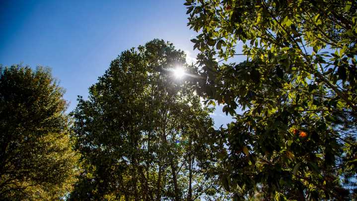 Asheville's Urban Forest Master Plan is again underway…