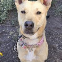 CHA Pet of the Week: Zoe