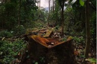 Forest Dept refutes claims of large-scale forest damage in Boniyar