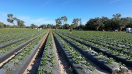 UF/IFAS Extension reports record breaking strawberry acreage