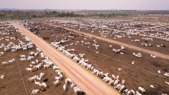 Así llega a España y al resto de Europa carne producida con la deforestación ilegal de la Amazonía