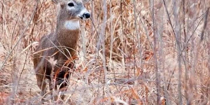 IDNR: 51K deer harvested in first weekend of firearm deer season